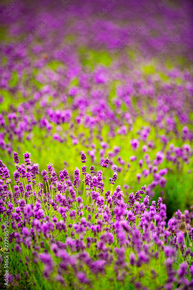 Naklejka premium ハーブ、ラベンダーが薫り高く美しい