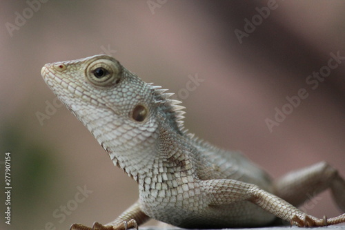 Lizard on the wall in home