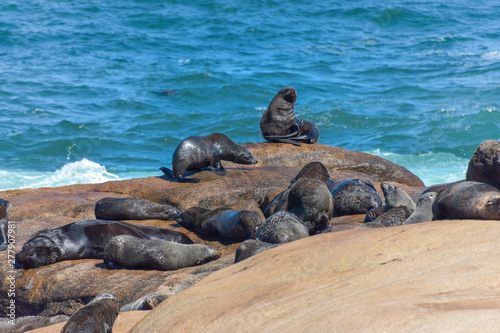 Leones marinos en rocas cerca del mar