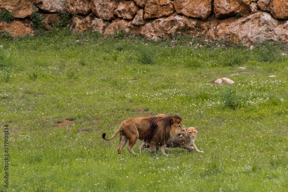 some lions resting in their enclosure above the green grass some lions resting in their enclosure above the green grass