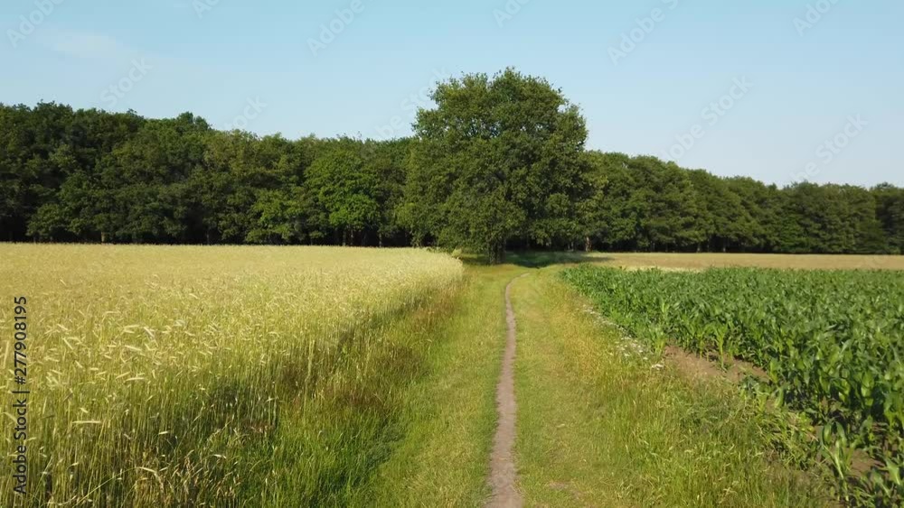 Grain field and forest POV low angle Aerial Grain field and forest POV low angle Aerial