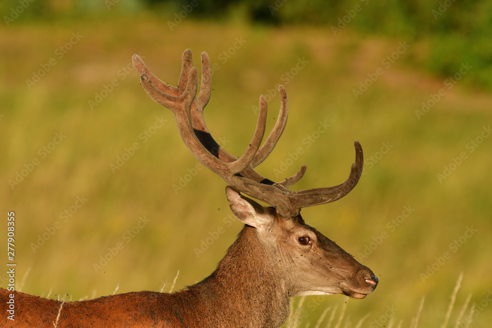 portrait of a head deer with antlers on a meadow in spring portrait of a head deer with antlers on a meadow in spring
