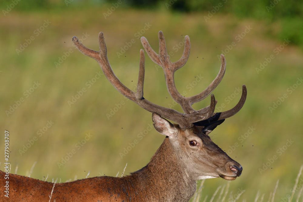 portrait of a head deer with antlers on a meadow in spring portrait of a head deer with antlers on a meadow in spring