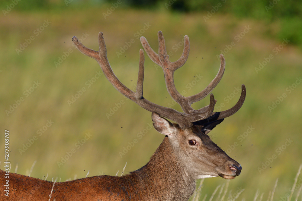 portrait of a head deer with antlers on a meadow in spring