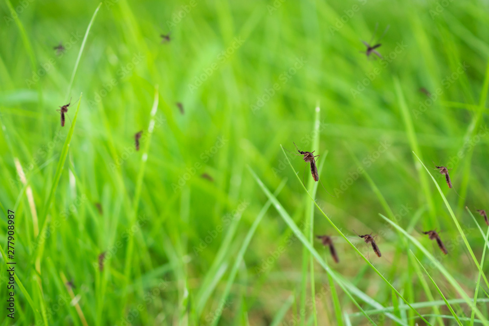 Many mosquitoes in green grass field
