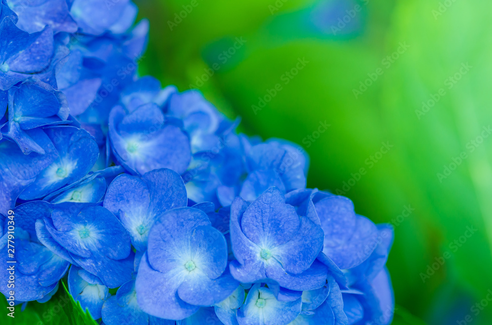 青い紫陽花の花 青い紫陽花の花