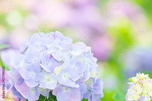 淡色の紫陽花の花