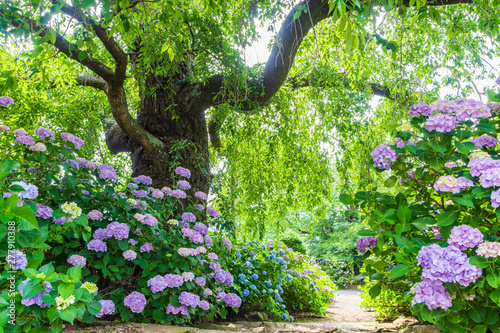 法船寺の紫陽花
