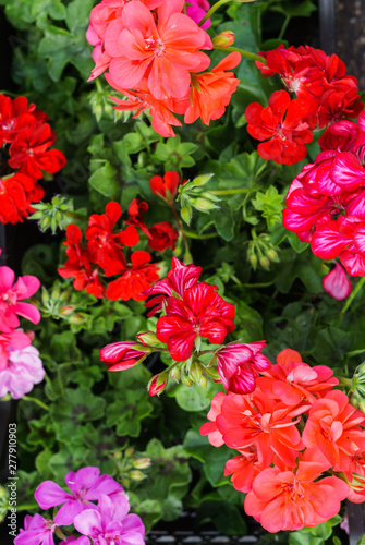 Multicolored geranium in the summer garden on the flowerbed.