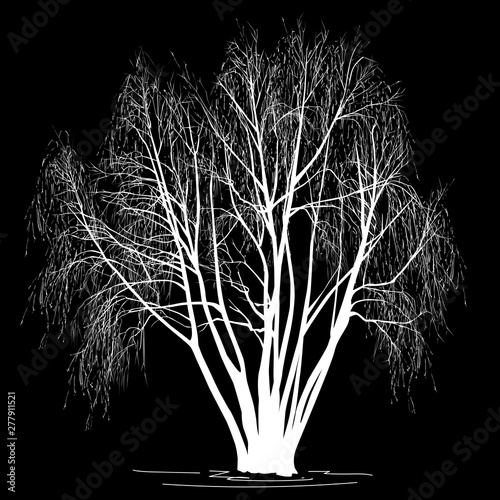 Willow (Salix alba L.) silhouette without leaves, in the winter