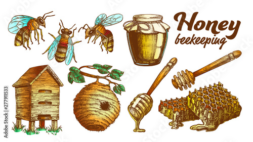 Collection Honey Beekeeping Apiary Set Vector. Glass Bottle And Slice Honeycomb, Wooden Hive And Wild On Branch Beehive House, Honey Dipping Stick And Bee. Color Designed Illustrations