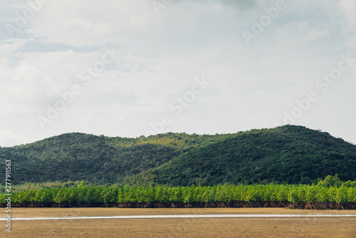Landscape of low tide with green mountain, cloud sky in background and mangrove forest on foothill at Toong Pronge Bay in Chon Buri, Sattahip District, Thailand. photo