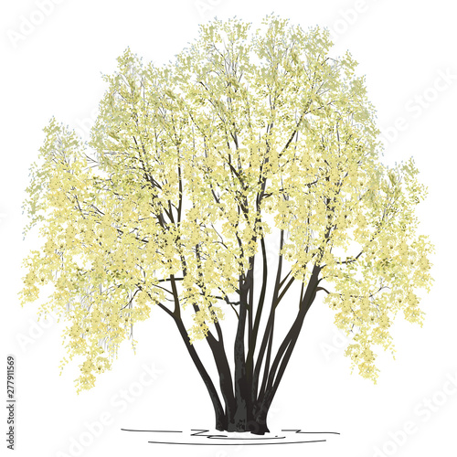 The blossoming willow (Salix alba L.) in the spring