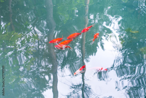 Colourful charming Koi Carp Fishes moving in a lake with a stone bottom and blue water and reflection of trees