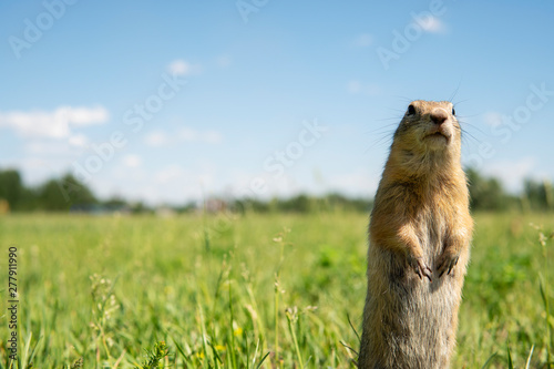 Gopher stands at attention on the field with unfocused background.  Ground squirrel looking for food or watching predators. Copy space. photo