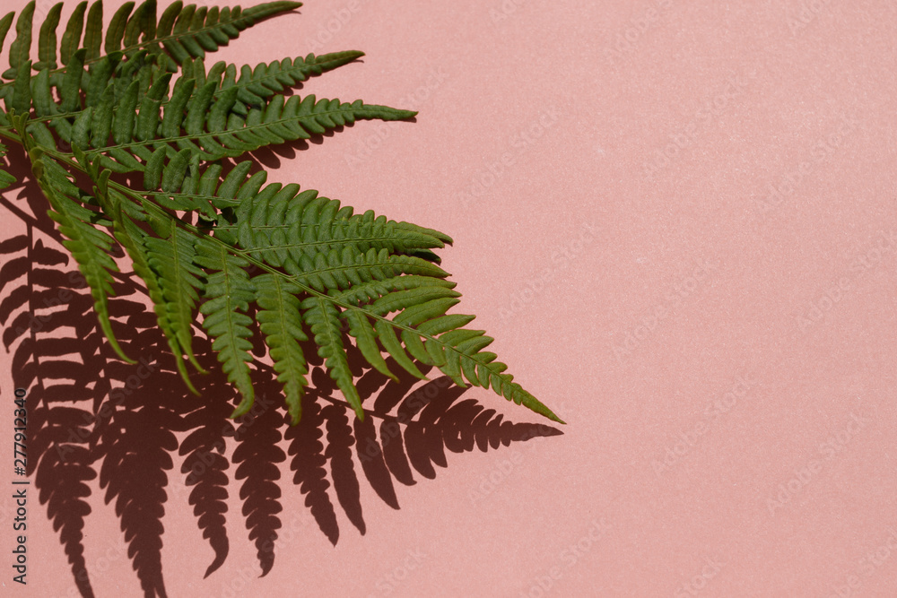 Leaves composition. Pattern made of wild fern leaves and shadow on pink background.