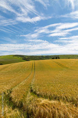 Golden wheat fields in Sussex on a sunny summers day