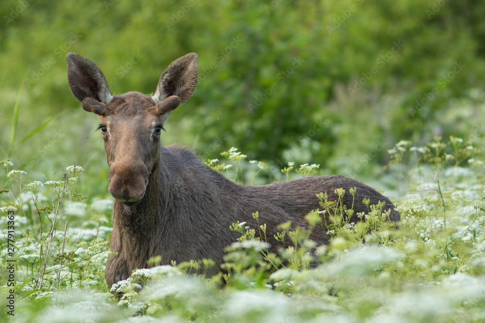 Young Male Moose (Alces alces)