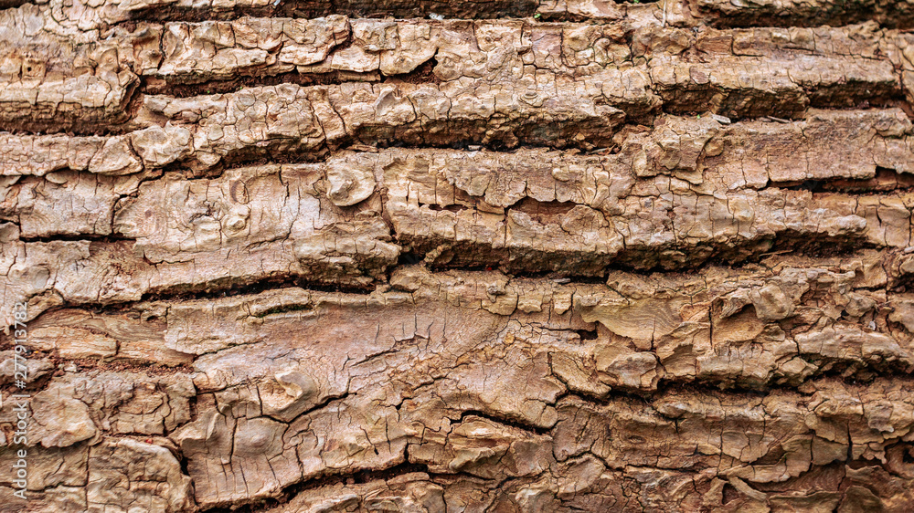 Wooden bark texture. High quality unique texture of tree bark. Close up backdrop. Wooden bark texture. High quality unique texture of tree bark. Close up backdrop.