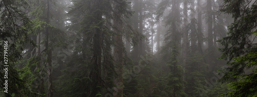 Foto Beautiful panoramic view of misty and foggy forest during a rainy day