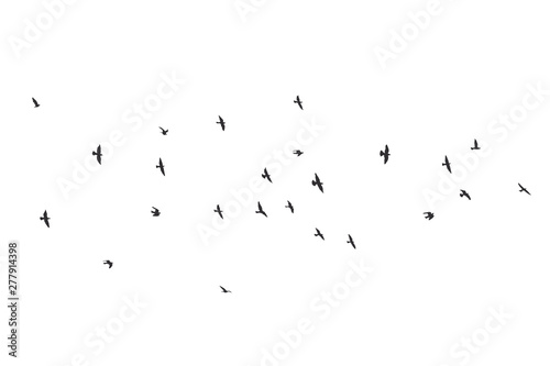 silhouette of a flock of flying birds