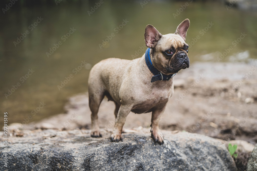 French bulldog is standing on the rock