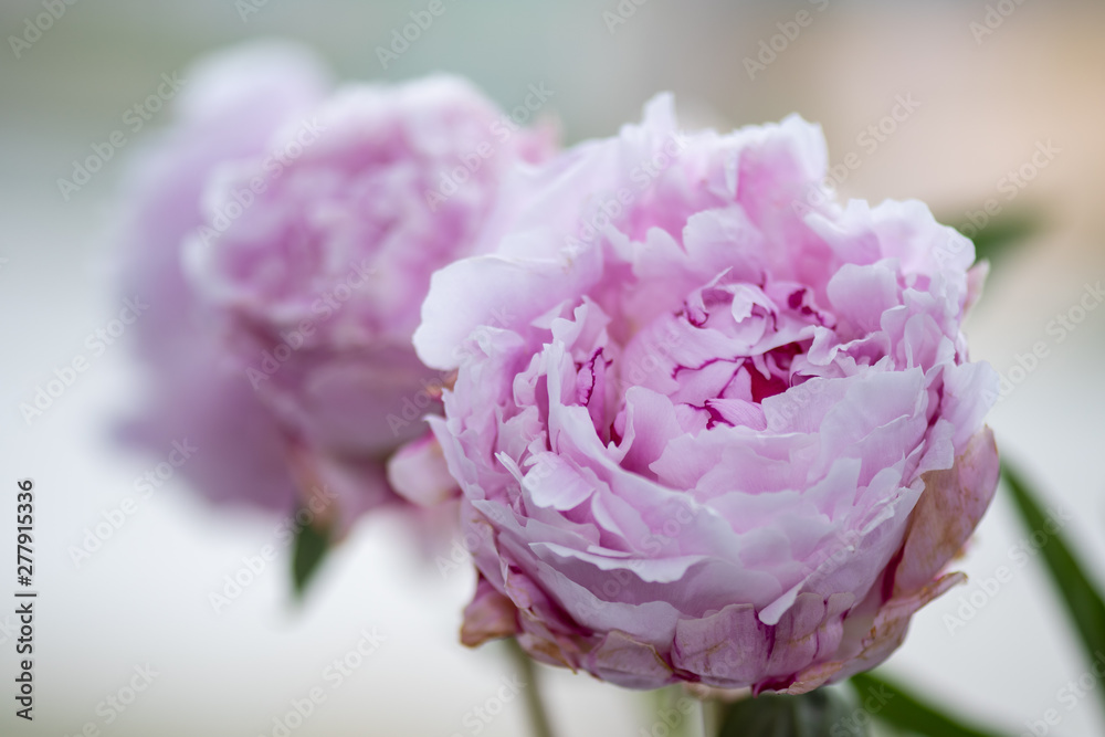 pink rose on black background