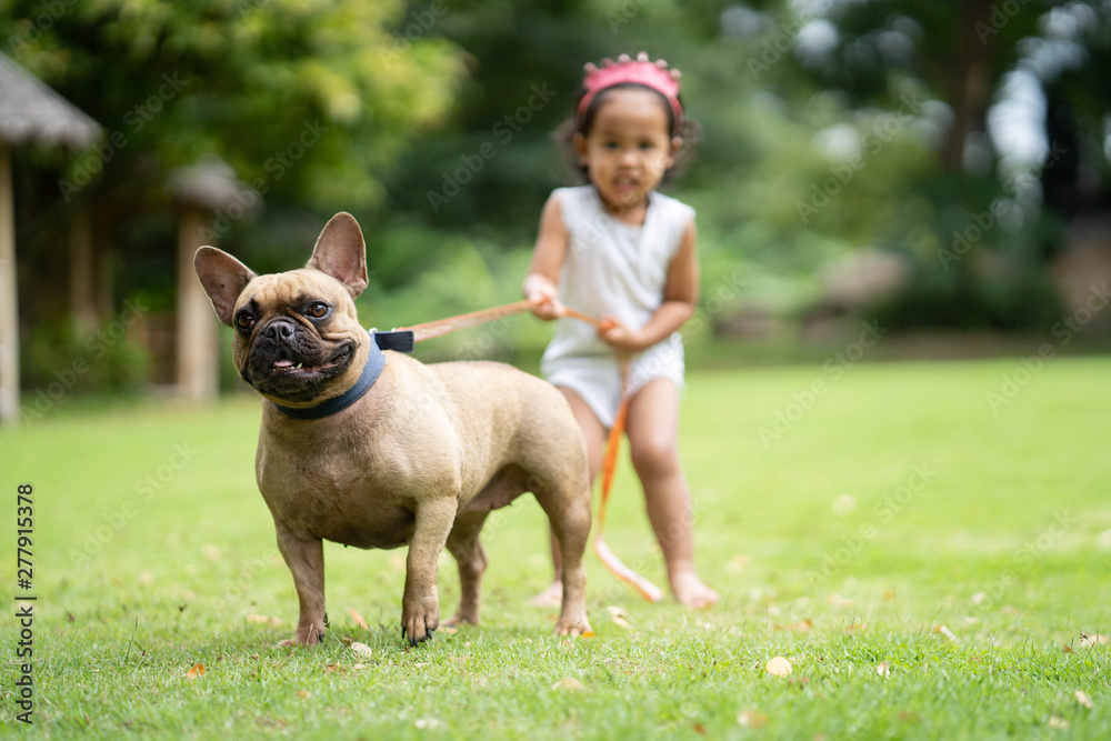Young girl is walking with her French bulldog on a retractable leash in the park.