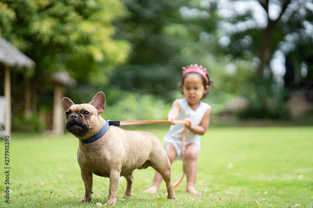 Young girl is walking with her French bulldog on a retractable leash in the park.