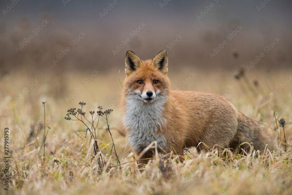 Red fox (Vulpes vulpes) in the field Red fox (Vulpes vulpes) in the field