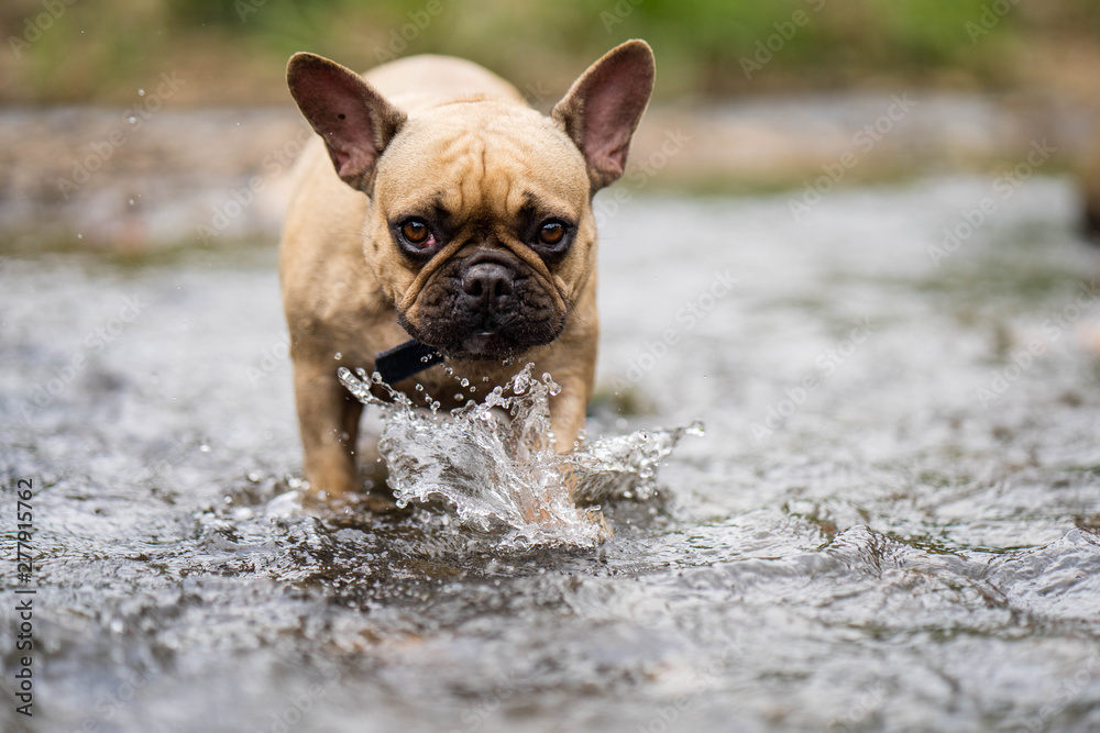 French bulldog is playing in the stream