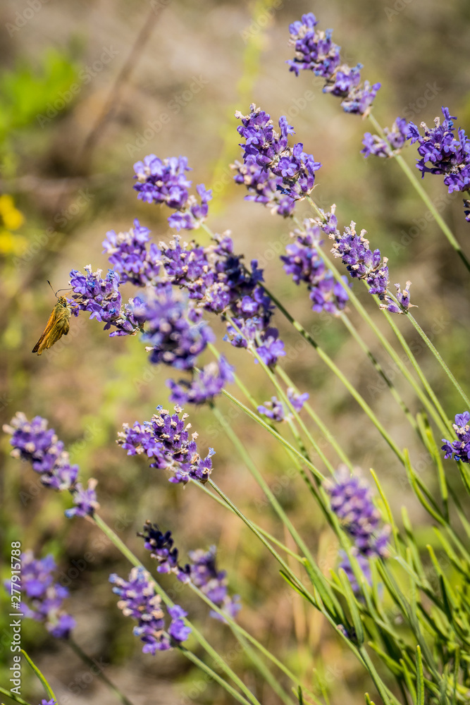 Obraz premium Bienen sammeln Nektar auf Lavendelblüten