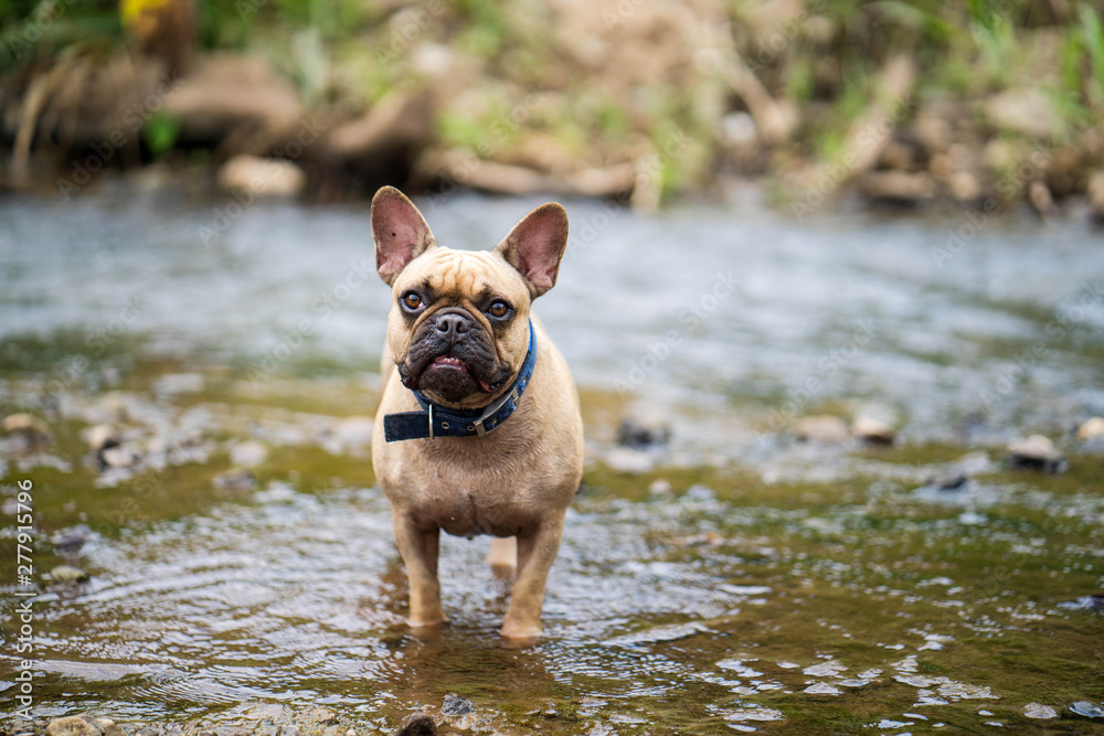 French bulldog is playing in the stream French bulldog is playing in the stream
