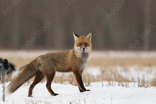 Red fox (Vulpes vulpes) in winter © Kalle Pihelgas