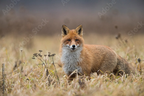 Red fox (Vulpes vulpes) in the field © Kalle Pihelgas