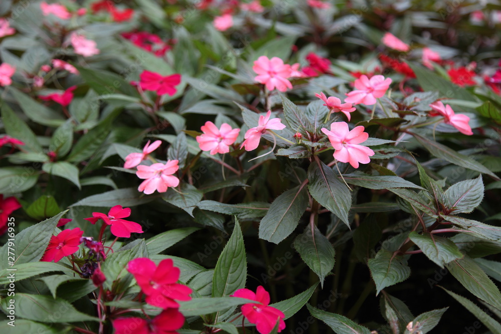 Pink Flower Bed NYC