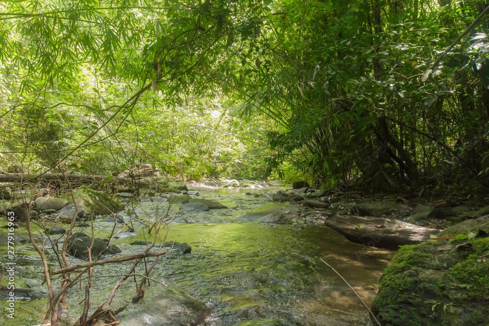 Wild nature Near Waterfall  forest prolific ,in Phang Nga National Park, Thailand