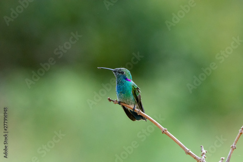 Beautiful Hummingbird on a branch