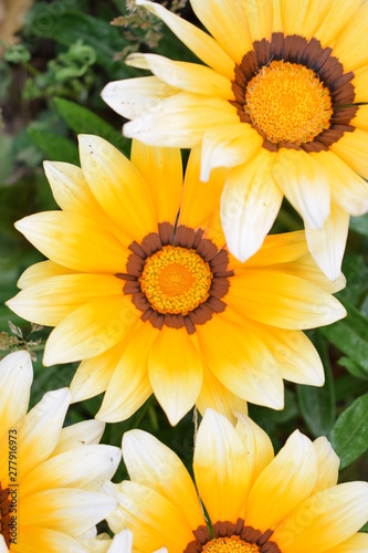 yellow flowers 