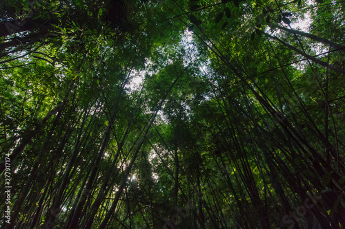 Bamboo forest Near Waterfall Natural forest prolific ,in Phang Nga National Park, Thailand