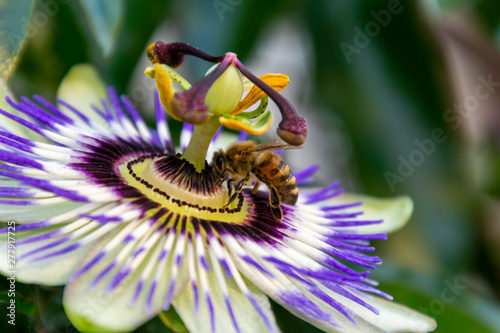 The view of honey bee on the flower of Passiflora edulis or Passion Flower on a natural background.