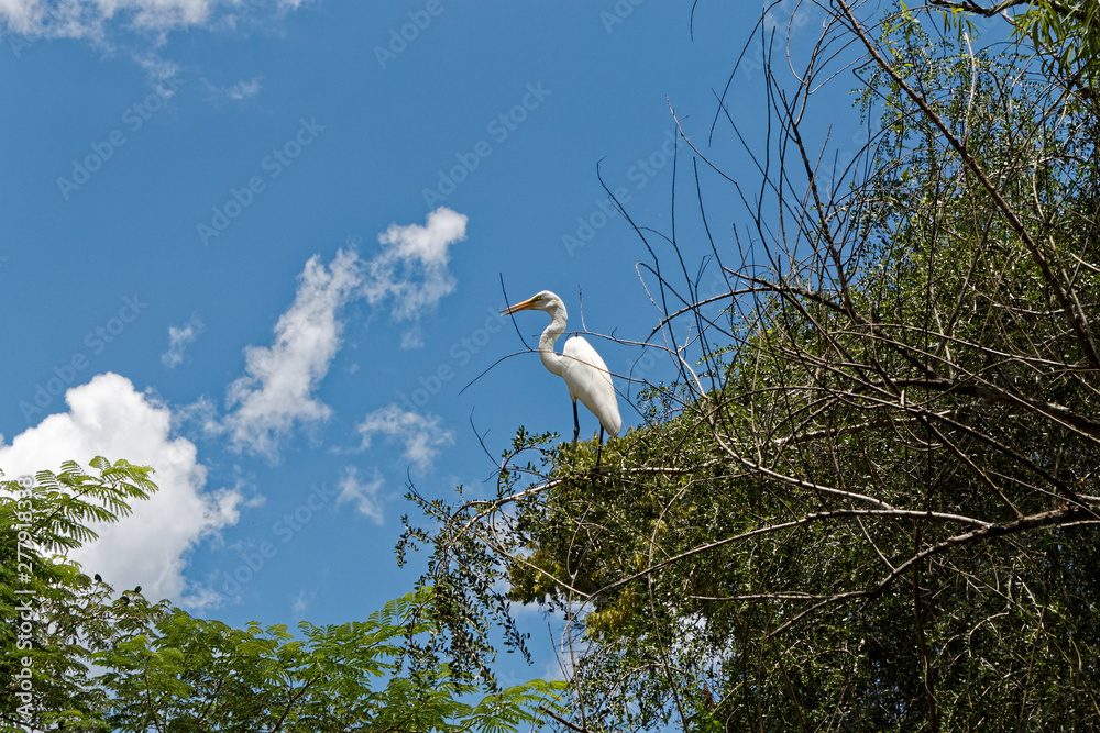 Great White Egret Great White Egret
