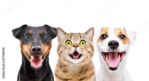 Photography Two cute dogs and funny cat isolated on white background