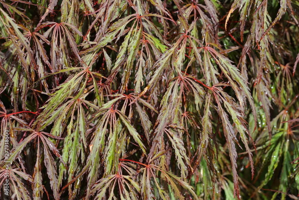 Isolated Macro of Japanese Maple Leaves - Acer Palmatum Isolated Macro of Japanese Maple Leaves - Acer Palmatum