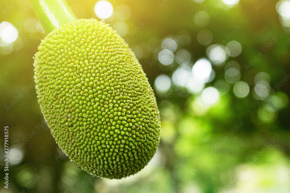 Jackfruit On the tree and young in phuket Thailand, Jackfruits Artocarpus heterophyllus Jackfruit On the tree and young in phuket Thailand, Jackfruits Artocarpus heterophyllus