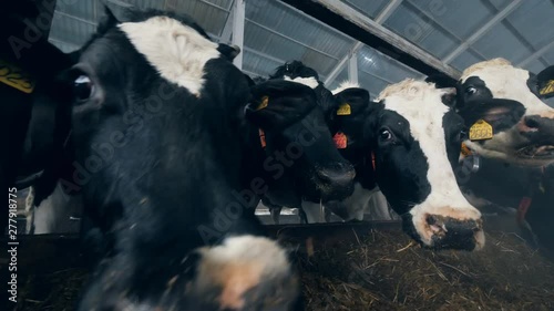 Black and white cows eat while standing in a byre in a row.