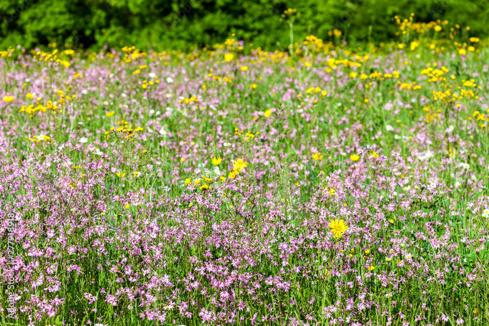 meadow near village Vernasca, Italy meadow near village Vernasca, Italy