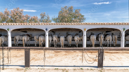 Many camargue horses in stables back view