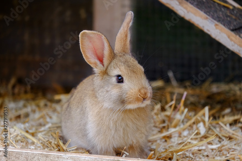 Little beige rabbit sitting in a farm.