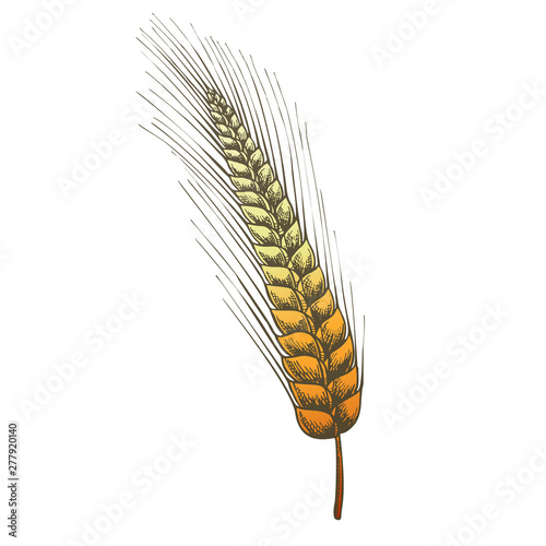 Designed Agriculture Grain Rye Ear Spike Vector. From Typical Cereal Produce Rye Kvass, Flour Is Made Mainly For Bread, Starch And Used As Raw Material For Production Of Alcohol. Color Illustration